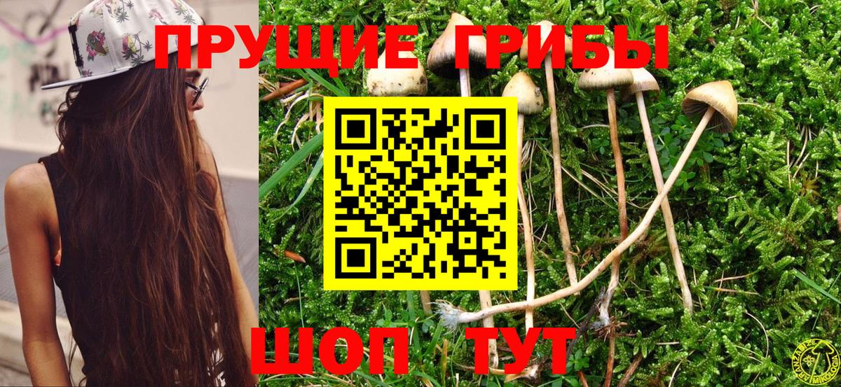 Псилоцибиновые грибы мицелий Сыктывкар